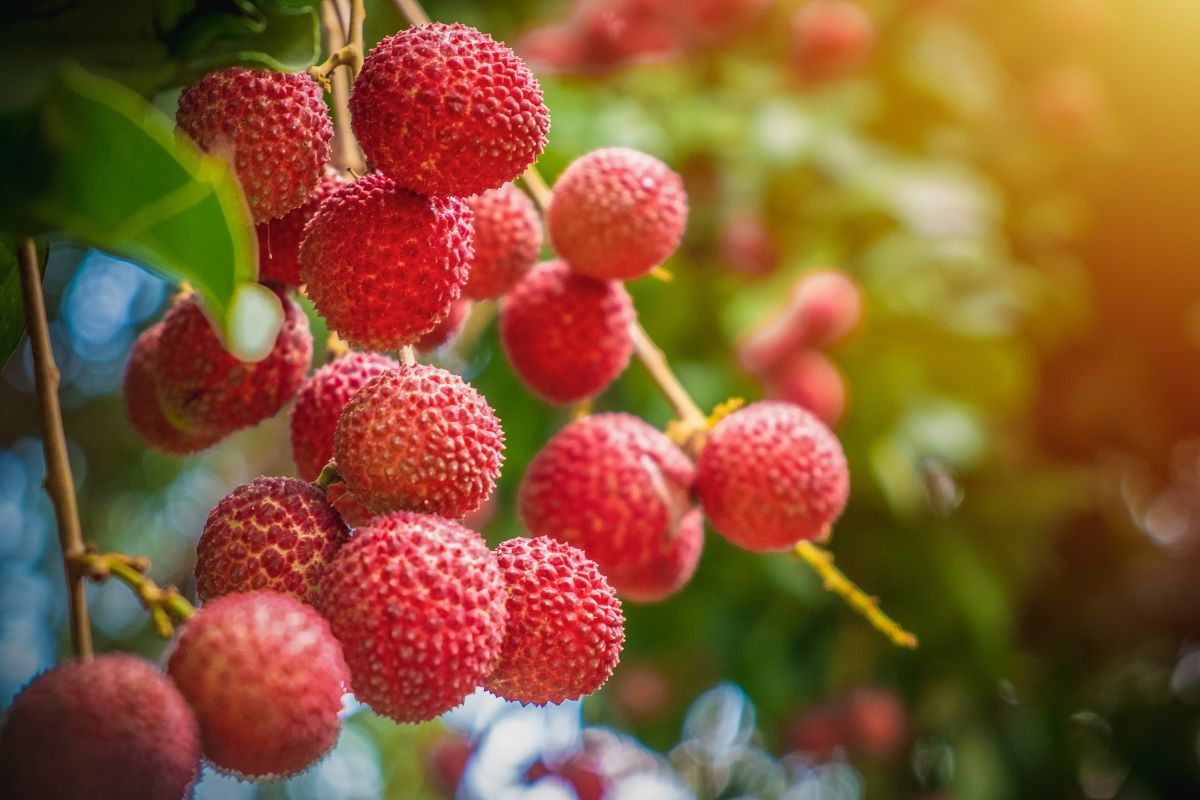 Litchi